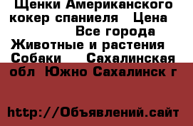 Щенки Американского кокер спаниеля › Цена ­ 15 000 - Все города Животные и растения » Собаки   . Сахалинская обл.,Южно-Сахалинск г.
